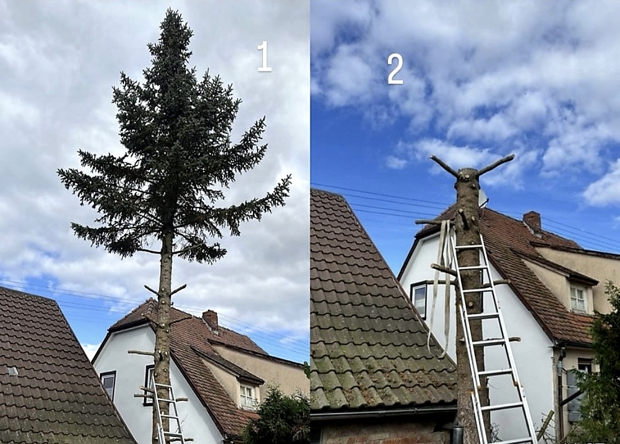 Wohngarten mit strukturiertem Rasen